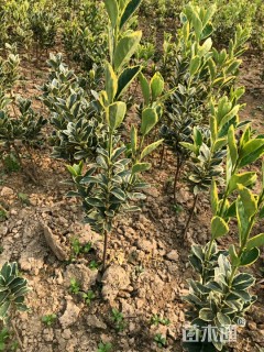 高度40厘米金边黄杨