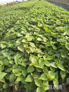 高度50厘米芙蓉葵