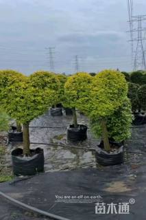 5公分造型川滇蜡树