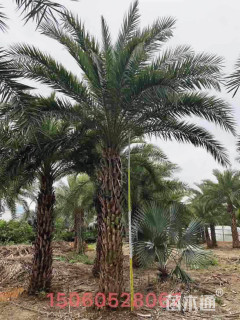 裸干高200厘米中东海枣