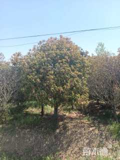 15公分红叶石楠