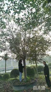 20公分高杆早樱