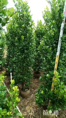 高度180厘米火山榕