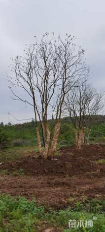 60公分丛生乌桕