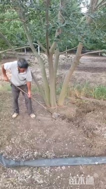 10公分(5杆)丛生朴树