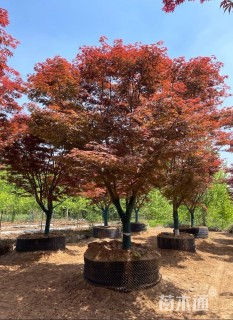 18公分日本红枫