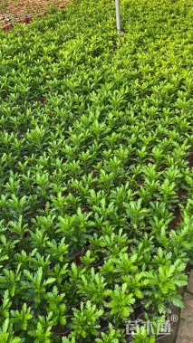 高度20厘米黄金菊