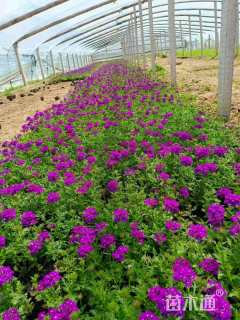 高度15厘米美女樱