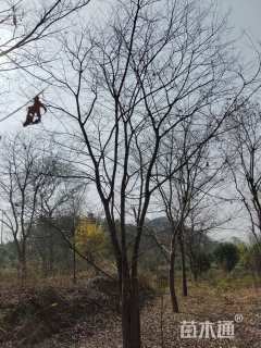 15公分丛生朴树