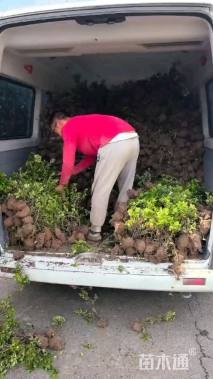 高度20厘米夏鹃