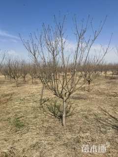 高度300厘米芭蕾舞海棠