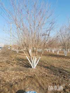 高度700厘米丛生五角枫