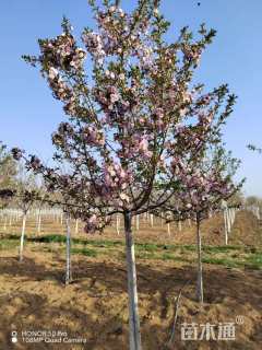 7公分八重红大岛