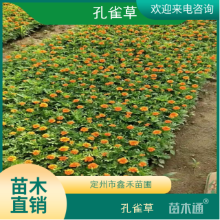 高度15厘米孔雀草