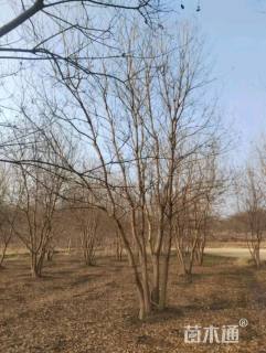 12公分(5杆)丛生乌桕