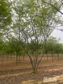 40公分(5杆)丛生朴树