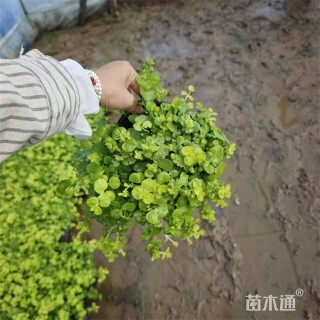 高度50厘米金叶过路黄