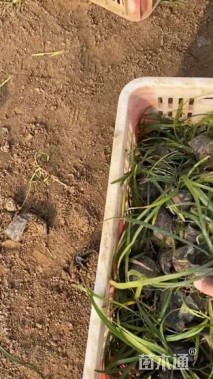 高度15厘米兰花