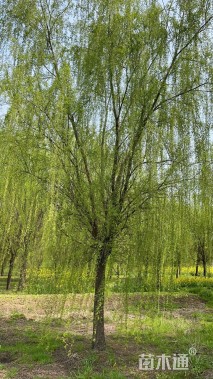 20公分垂柳