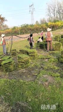 高度5厘米姬岩垂草