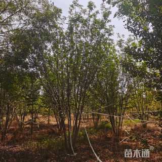 高度700厘米丛生白蜡