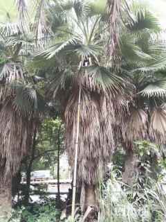 裸干高450厘米华盛顿棕