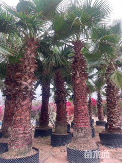 裸干高280厘米华棕