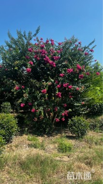 高度500厘米丛生紫薇