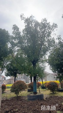 80公分(3杆)丛生香樟