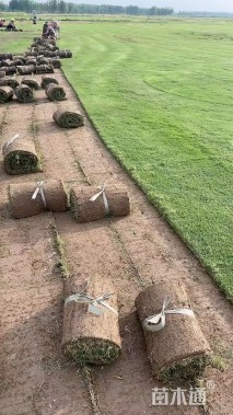 草卷状百慕大草