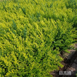 高度40厘米金叶水蜡