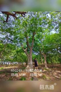 50公分朴树