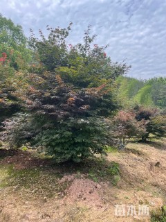 高度300厘米丛生红枫