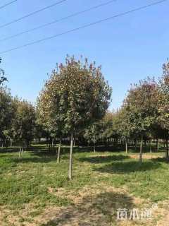 12公分红叶石楠