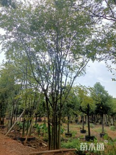50公分丛生朴树