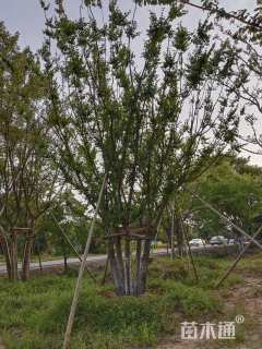 75公分丛生朴树