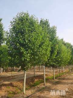 12公分彩叶豆梨