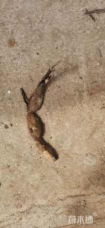 高度20厘米荷花