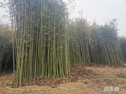 地栽苗雷竹
