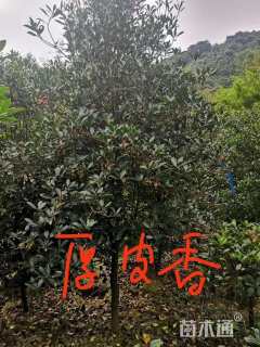 50公分丛生朴树