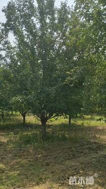 16公分绚丽海棠