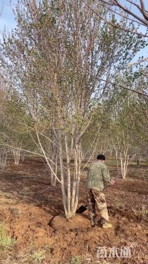 25公分美国红枫-红点