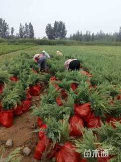高度80厘米沙地柏