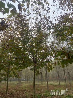 15公分法桐