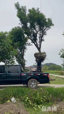 高度300厘米红心柚