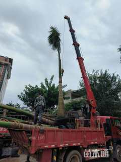 裸干高400厘米大王椰子