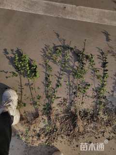 高度40厘米水腊