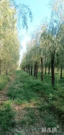 18公分金丝垂柳