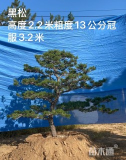 15公分造型油松