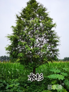 10公分水杉